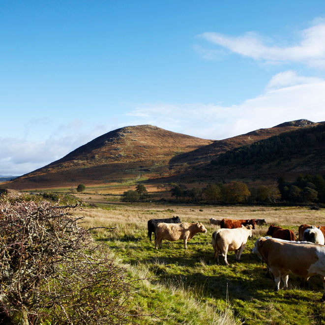 Blazing the trail for contemporary Irish Craft and Design